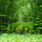 Sissinghurst Castle Garden - Cranbrook