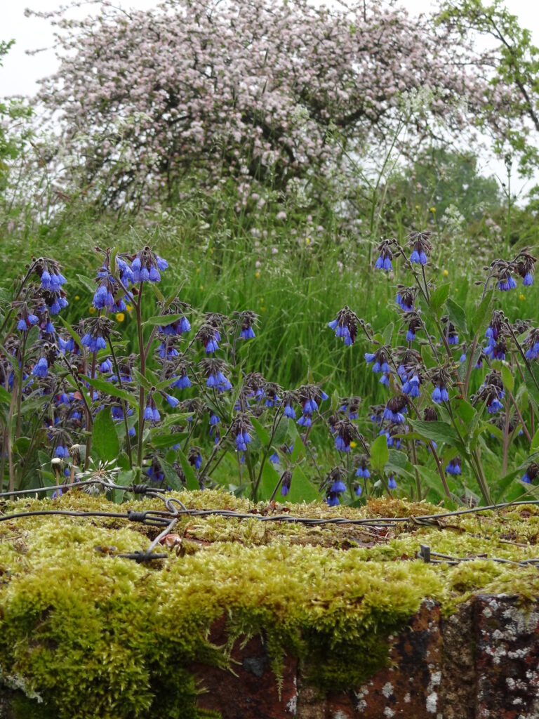 Sissinghurst Castle Garden - Cranbrook