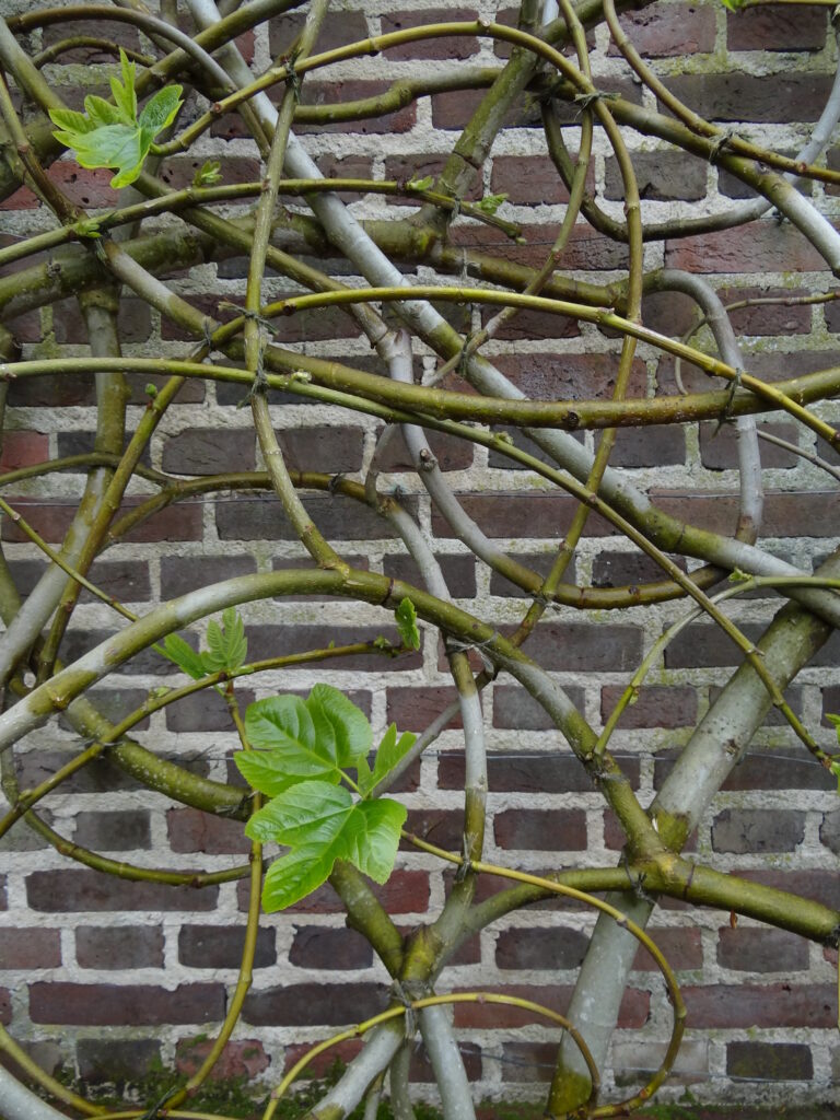 Sissinghurst Castle Garden - Cranbrook
