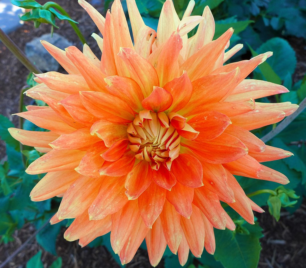 Dahlia