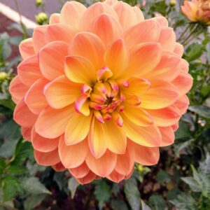 Dahlia