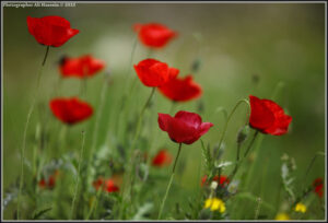 The Purpose of Flowers