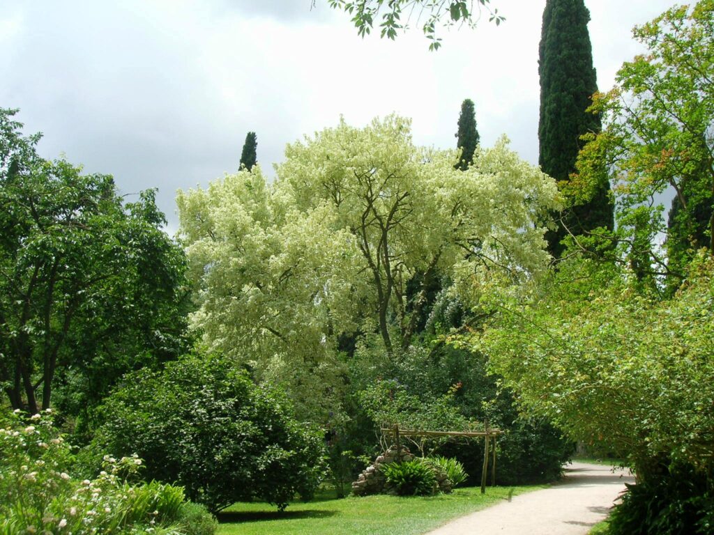 American maple (Acer negundo) at
