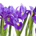 Past Presidents Luncheon & Program | February Meeting