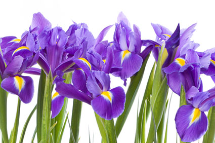 Past Presidents Luncheon & Program | February Meeting