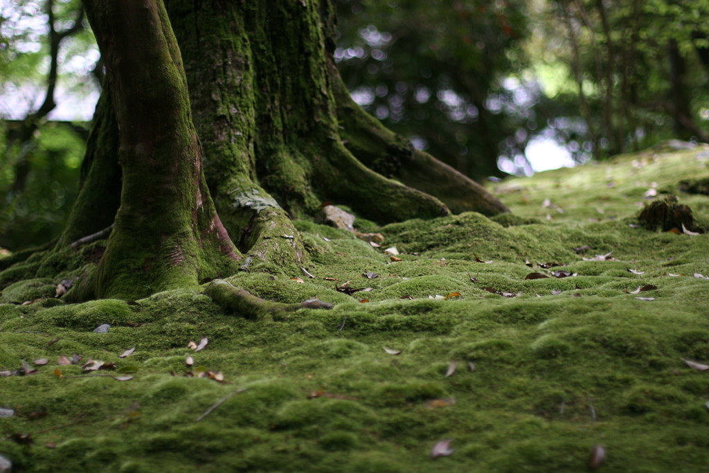 Moss garden