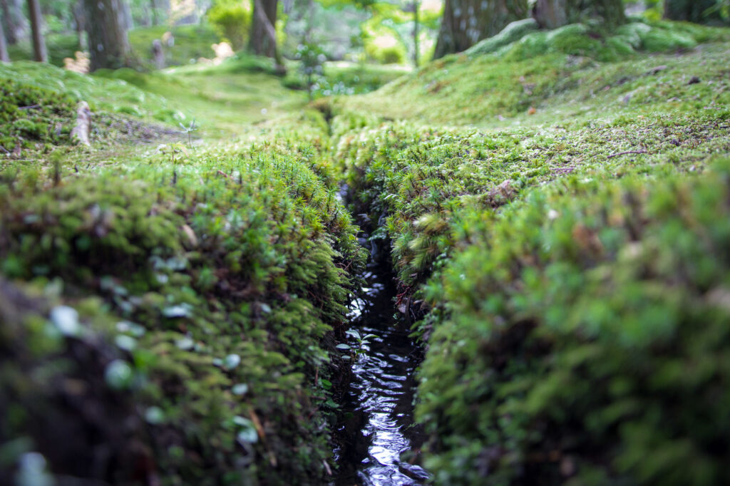 Kokedera - the Temple of Moss