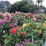 dahlia dell