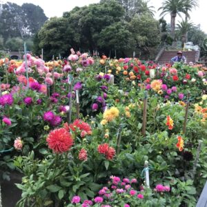 dahlia dell