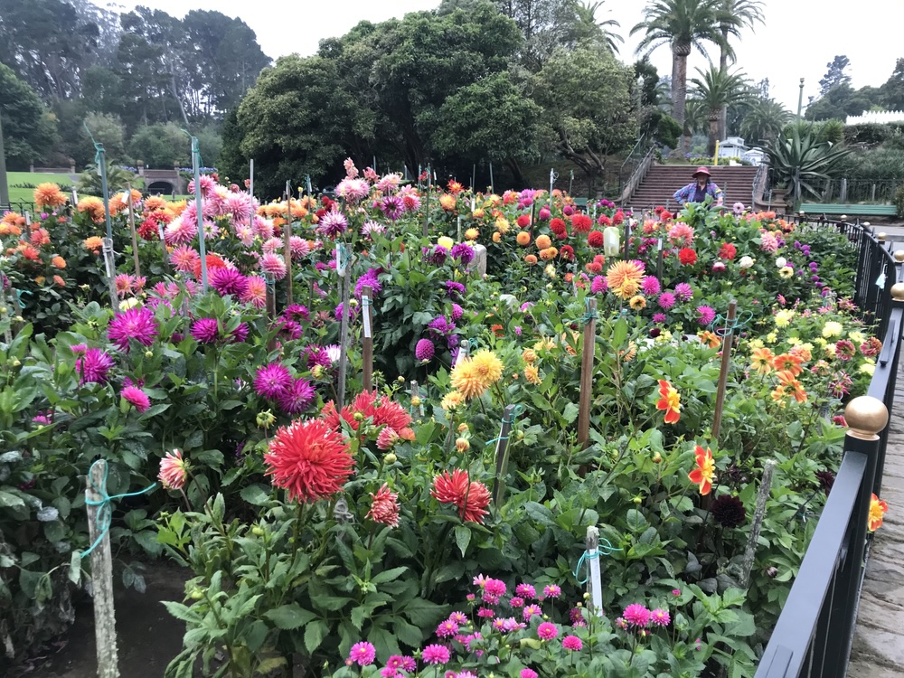 dahlia dell